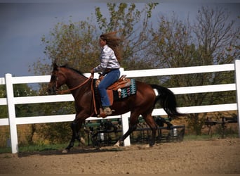 American Quarter Horse, Mare, 13 years, 14.3 hh, Bay American Quarter Horse, Mare, 13 years, 14.3 hh, Bay