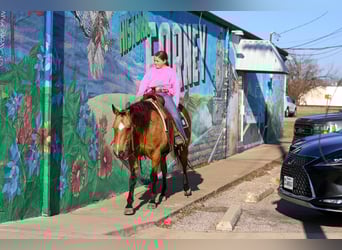 American Quarter Horse, Mare, 13 years, 14.3 hh, Buckskin