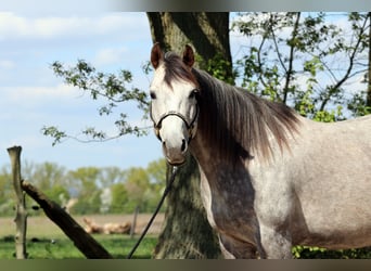 American Quarter Horse, Mare, 13 years, 14,3 hh, Gray-Dapple