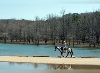 American Quarter Horse, Mare, 13 years, 14,3 hh, Overo-all-colors