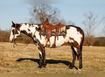 American Quarter Horse, Mare, 13 years, 14,3 hh, Overo-all-colors