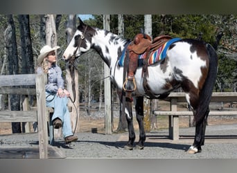 American Quarter Horse, Mare, 13 years, 14,3 hh, Overo-all-colors