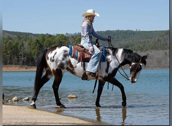 American Quarter Horse, Mare, 13 years, 14,3 hh, Overo-all-colors