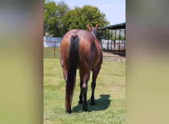American Quarter Horse, Mare, 13 years, 14.3 hh, Roan-Bay American Quarter Horse, Mare, 13 years, 14.3 hh, Roan-Bay