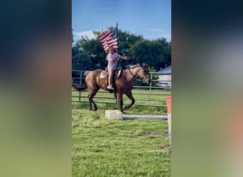 American Quarter Horse, Mare, 13 years, 14.3 hh, Roan-Bay American Quarter Horse, Mare, 13 years, 14.3 hh, Roan-Bay