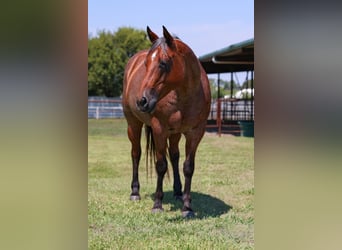 American Quarter Horse, Mare, 13 years, 14.3 hh, Roan-Bay American Quarter Horse, Mare, 13 years, 14.3 hh, Roan-Bay
