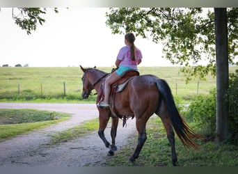 American Quarter Horse, Mare, 13 years, 14.3 hh, Roan-Bay American Quarter Horse, Mare, 13 years, 14.3 hh, Roan-Bay