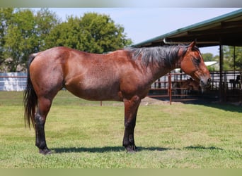American Quarter Horse, Mare, 13 years, 14.3 hh, Roan-Bay American Quarter Horse, Mare, 13 years, 14.3 hh, Roan-Bay