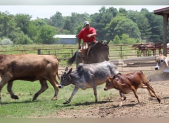 American Quarter Horse, Mare, 13 years, 14,3 hh, Roan-Bay