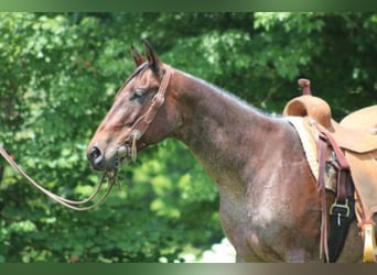 American Quarter Horse, Mare, 13 years, 14,3 hh, Roan-Bay