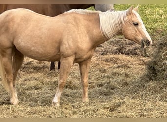 American Quarter Horse, Mare, 13 years, 14 hh, Palomino