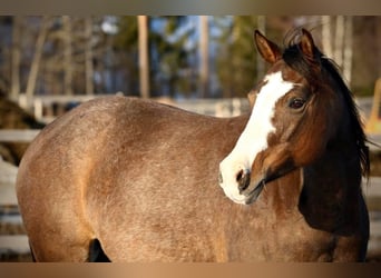 American Quarter Horse, Mare, 13 years, 14,1 hh, Brown