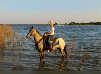 American Quarter Horse, Mare, 13 years, 14,1 hh, Grey