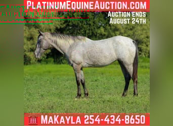 American Quarter Horse, Mare, 13 years, 14,1 hh, Grey