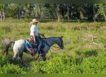 American Quarter Horse, Mare, 13 years, 14,1 hh, Grey