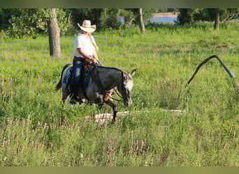 American Quarter Horse, Mare, 13 years, 14,1 hh, Grey