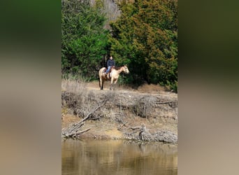 American Quarter Horse, Mare, 13 years, 14,2 hh, Buckskin