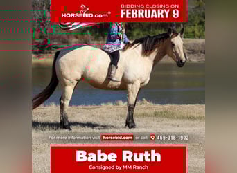 American Quarter Horse, Mare, 13 years, 14,2 hh, Buckskin