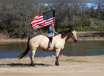 American Quarter Horse, Mare, 13 years, 14,2 hh, Buckskin