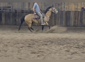 American Quarter Horse, Mare, 13 years, 14,2 hh, Buckskin