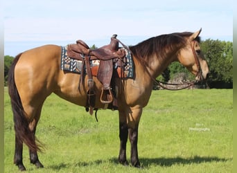 American Quarter Horse, Mare, 13 years, 14,2 hh, Buckskin