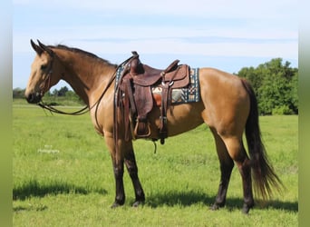 American Quarter Horse, Mare, 13 years, 14,2 hh, Buckskin