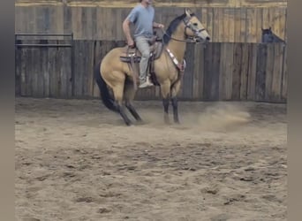 American Quarter Horse, Mare, 13 years, 14,2 hh, Buckskin