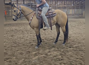 American Quarter Horse, Mare, 13 years, 14,2 hh, Buckskin
