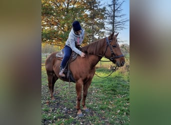 American Quarter Horse, Mare, 13 years, 14,2 hh, Chestnut-Red