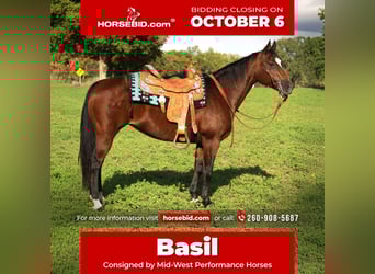 American Quarter Horse, Mare, 13 years, 14,3 hh, Bay