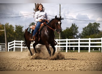 American Quarter Horse, Mare, 13 years, 14,3 hh, Bay