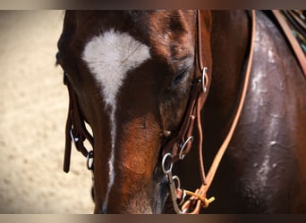 American Quarter Horse, Mare, 13 years, 14,3 hh, Bay
