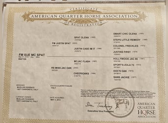 American Quarter Horse, Mare, 13 years, 14,3 hh, Brown