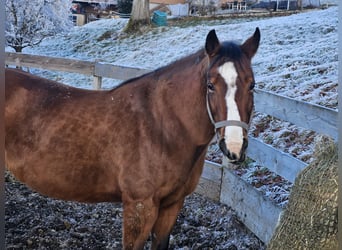 American Quarter Horse, Mare, 13 years, 14,3 hh, Brown