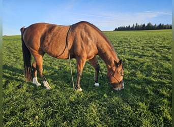 American Quarter Horse, Mare, 13 years, 14,3 hh, Brown
