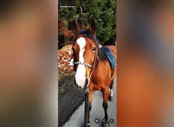 American Quarter Horse, Mare, 13 years, 14,3 hh, Brown