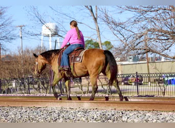 American Quarter Horse, Mare, 13 years, 14,3 hh, Buckskin