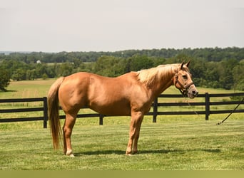 American Quarter Horse, Mare, 13 years, 14,3 hh, Palomino