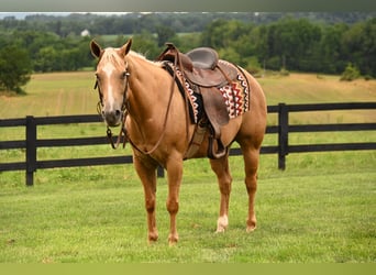 American Quarter Horse, Mare, 13 years, 14,3 hh, Palomino