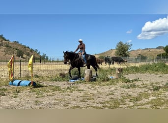 American Quarter Horse, Mare, 13 years, 15.1 hh, Brown