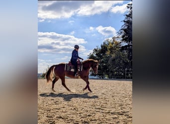 American Quarter Horse, Mare, 13 years, 15.2 hh, Chestnut-Red