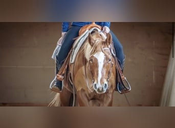 American Quarter Horse, Mare, 13 years, 15.2 hh, Chestnut-Red