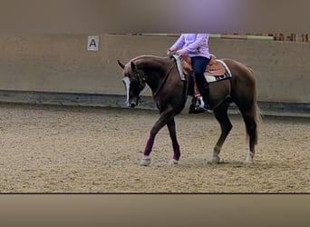 American Quarter Horse, Mare, 13 years, 15.2 hh, Chestnut-Red