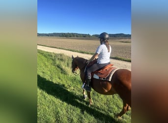 American Quarter Horse, Mare, 13 years, 15.2 hh, Chestnut-Red