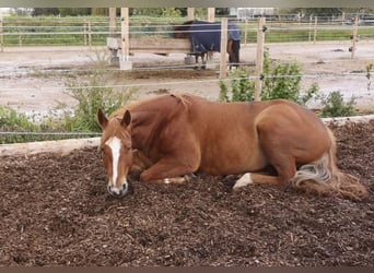 American Quarter Horse, Mare, 13 years, 15.2 hh, Chestnut-Red