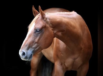 American Quarter Horse, Mare, 13 years, 15.2 hh, Chestnut-Red