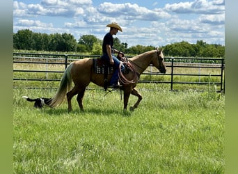 American Quarter Horse, Mare, 13 years, 15.2 hh, Palomino