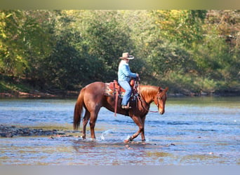 American Quarter Horse, Mare, 13 years, 15 hh, Bay