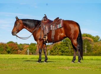American Quarter Horse, Mare, 13 years, 15 hh, Bay