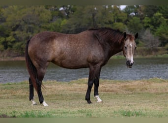 American Quarter Horse, Mare, 13 years, 15 hh, Buckskin